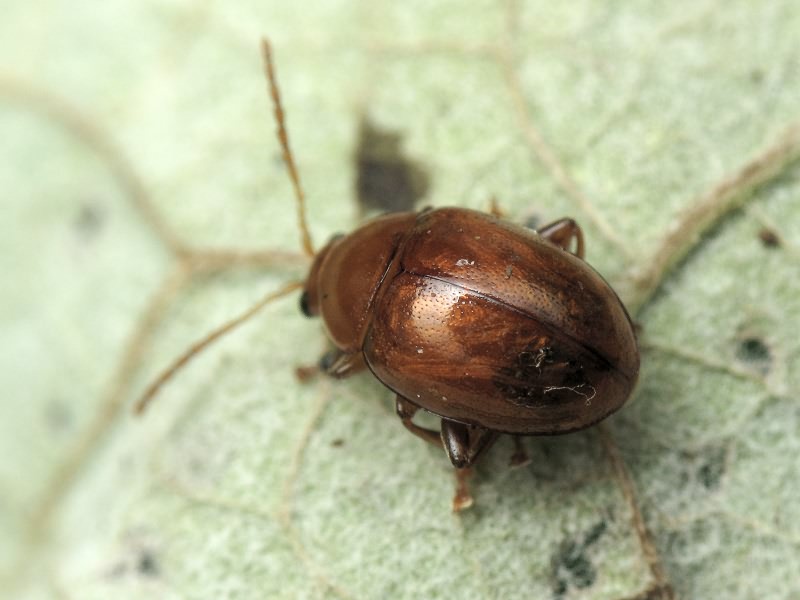 Sphaeroderma testaceum (Fabricius, 1775)